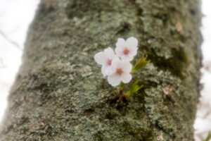 2014年4月5日 津山さくらまつり （鶴山公園にて）