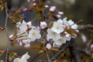 2014年4月5日 津山さくらまつり （鶴山公園にて）