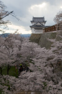 2014年4月5日 津山さくらまつり （鶴山公園にて）