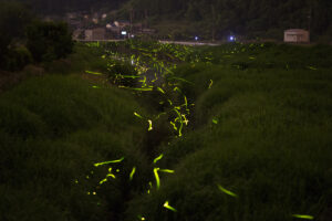 足守ほたるの里 橋の上より